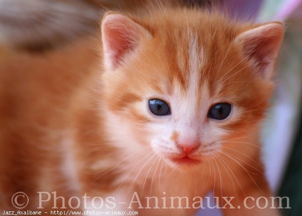 Photo de Chat domestique