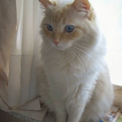 Photo de Ragdoll