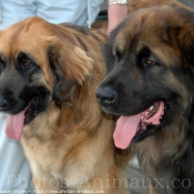 Photo de Leonberg