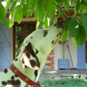 Photo de Dalmatien