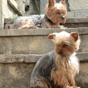 Photo de Yorkshire terrier