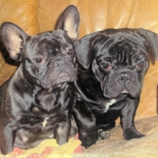 Photo de Bouledogue franais