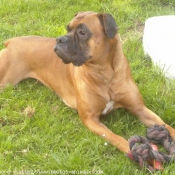 Photo de Boxer