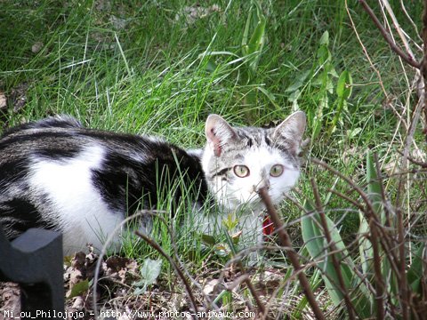 Photo de Chat domestique