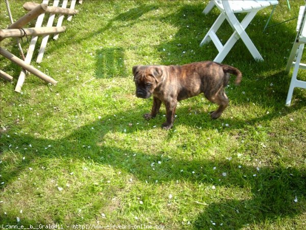 Photo de Bullmastiff