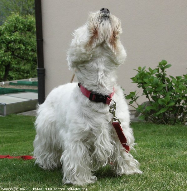 Photo de West highland white terrier