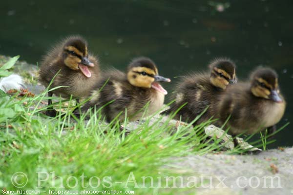 Photo de Canard