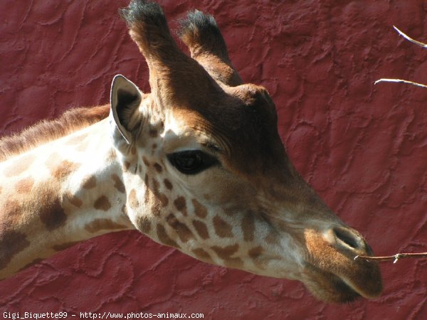 Photo de Girafe