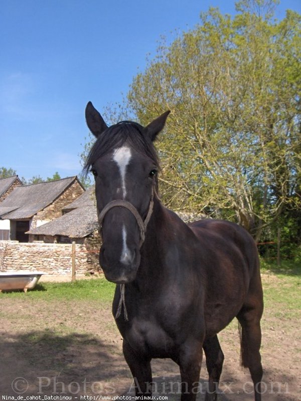 Photo de Trotteur franais