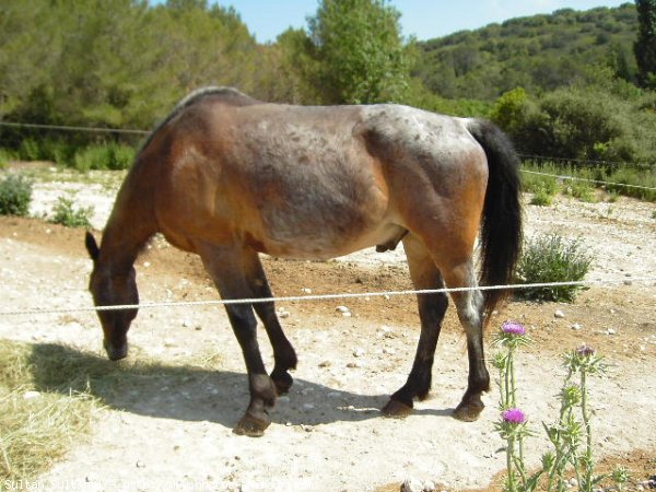 Photo de Races diffrentes