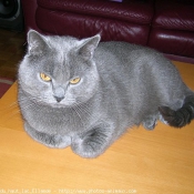 Photo de Chartreux