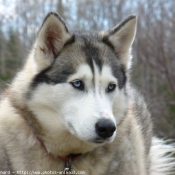 Photo de Husky siberien