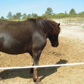 Photo de Races diffrentes