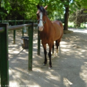 Photo de Poney franais de selle