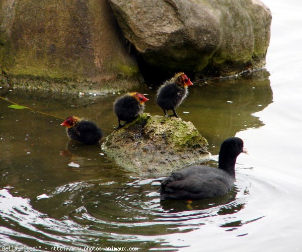 Photo de Poule