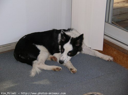 Photo de Border collie