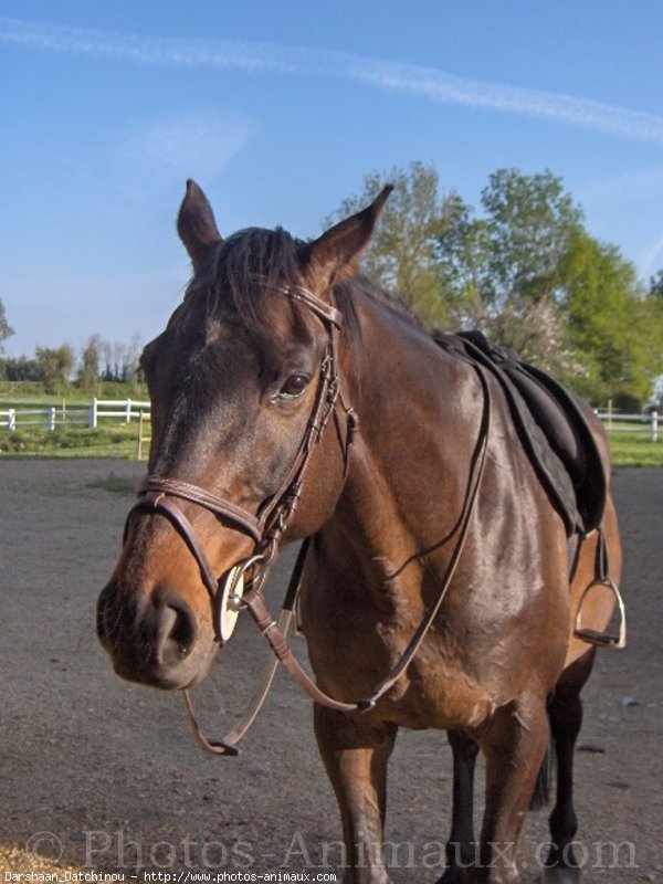 cheval de selle 5 lettres