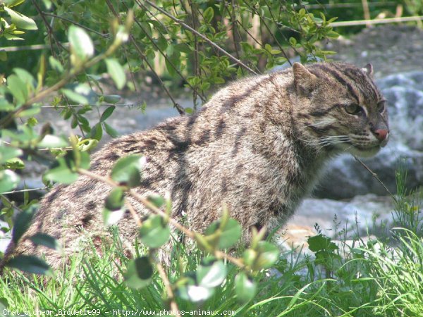 Photo de Chat viverrin  (pcheur)