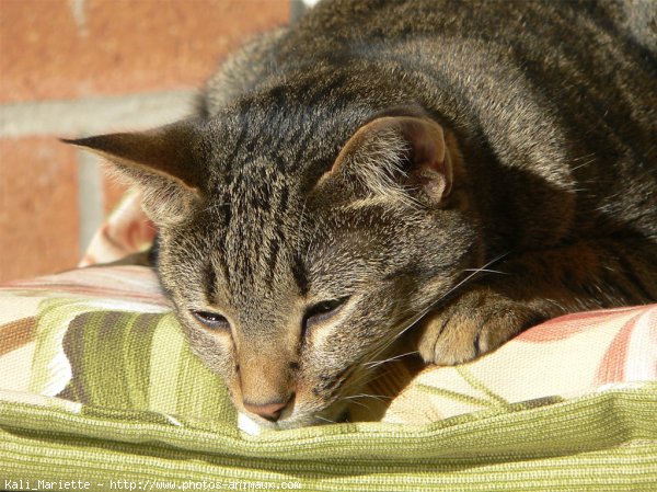 Photo d'Ocicat