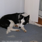 Photo de Border collie