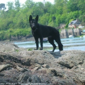 Photo de Berger allemand  poil court