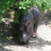 Photo de Hippopotame