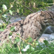 Photo de Chat viverrin  (pcheur)