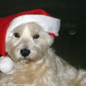 Photo de West highland white terrier