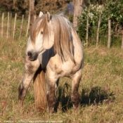 Photo de Camargue