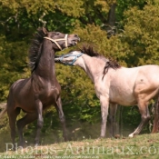 Photo de Races diffrentes