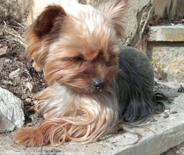 Photo de Yorkshire terrier