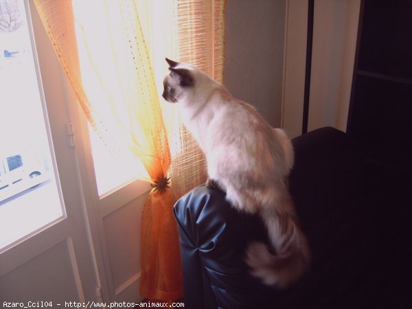 Photo de Ragdoll