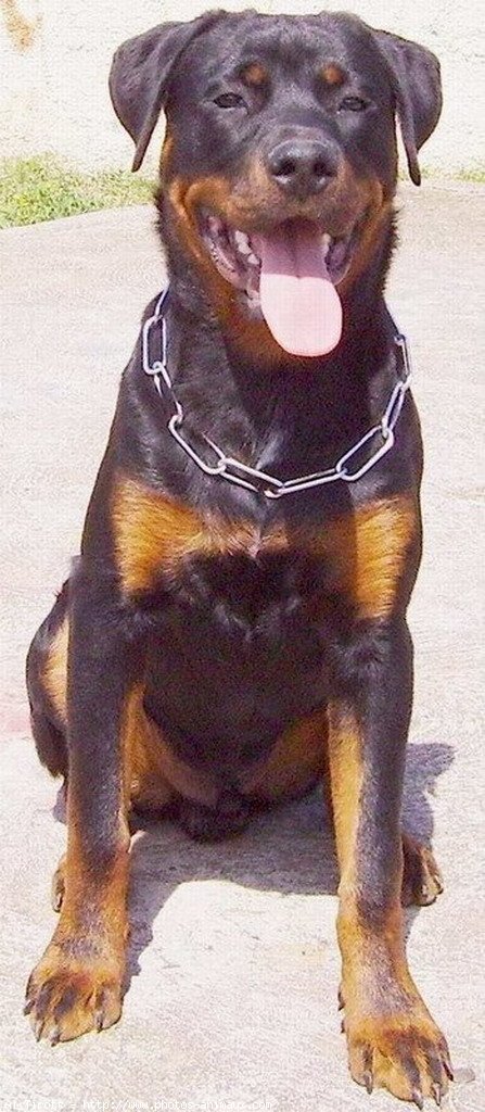 Photo de Rottweiler