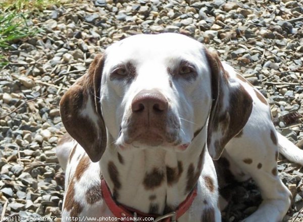 Photo de Dalmatien