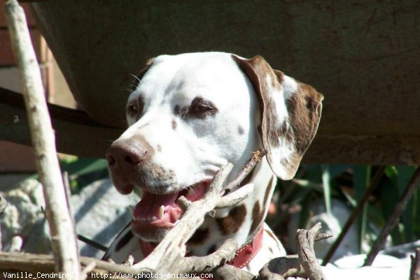 Photo de Dalmatien