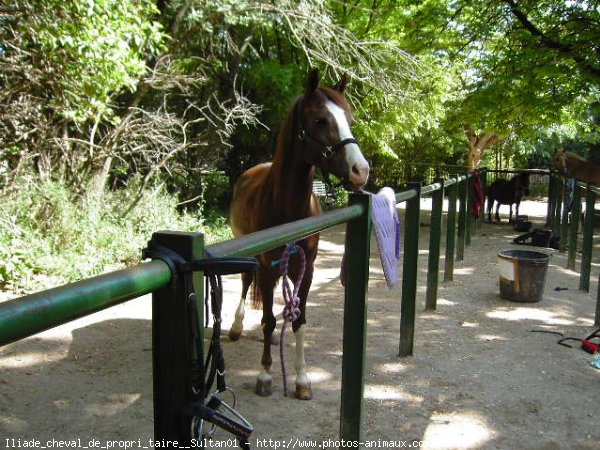 Photo de Poney franais de selle