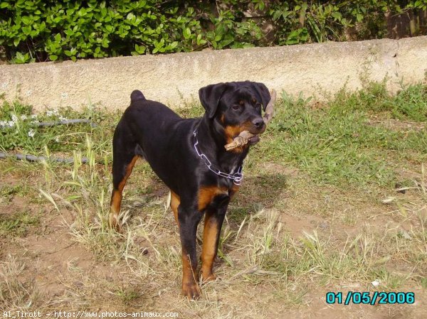 Photo de Rottweiler