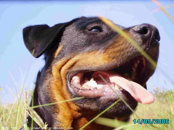 Photo de Rottweiler