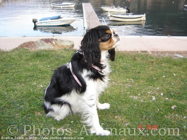 Photo de Cavalier king charles spaniel