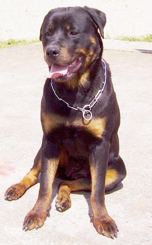 Photo de Rottweiler