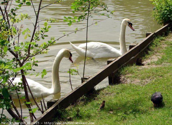 Photo de Cygne