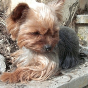 Photo de Yorkshire terrier