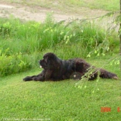 Photo de Chien de terre-neuve