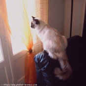 Photo de Ragdoll