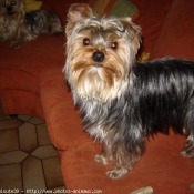 Photo de Yorkshire terrier