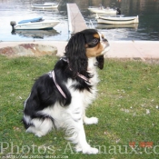 Photo de Cavalier king charles spaniel