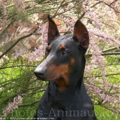 Photo de Dobermann