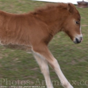 Photo de Shetland