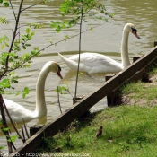 Photo de Cygne