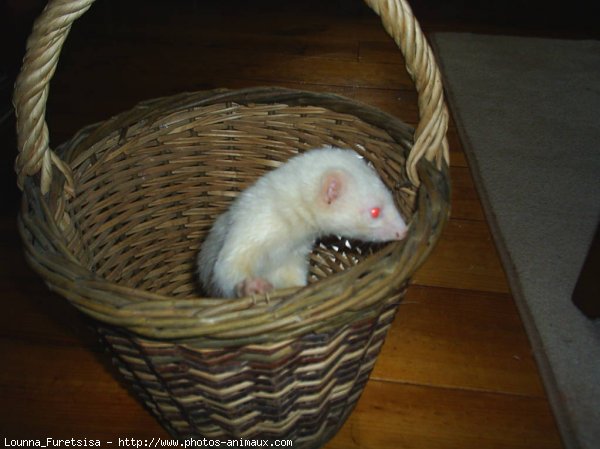 Photo de Furet